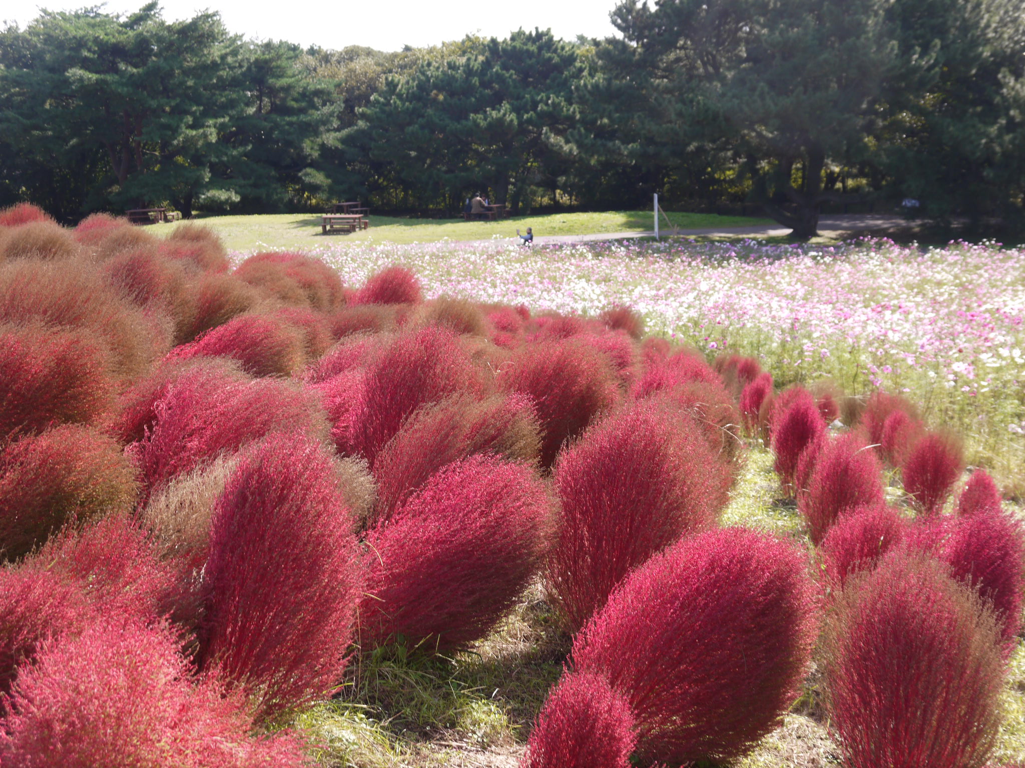 コキア　by Hitachi Park