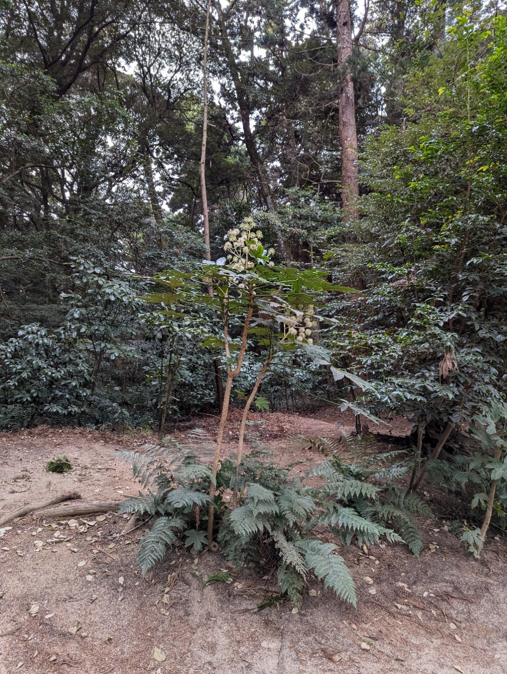 神社境内