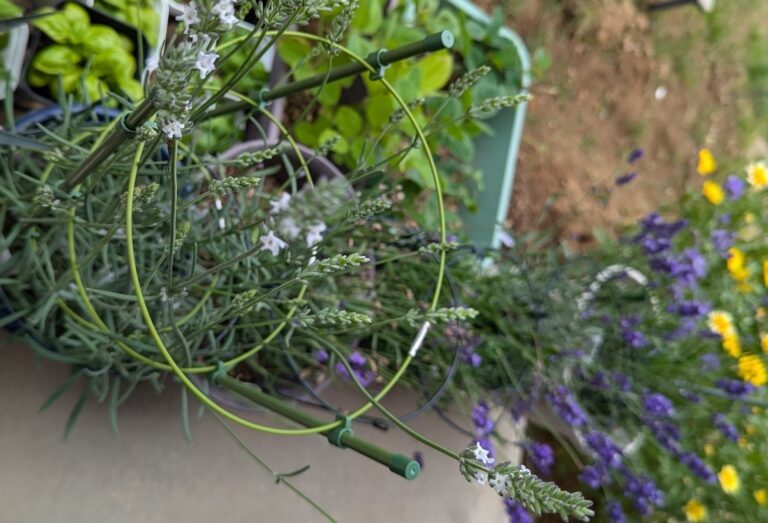 庭まわりの笹と格闘２日間