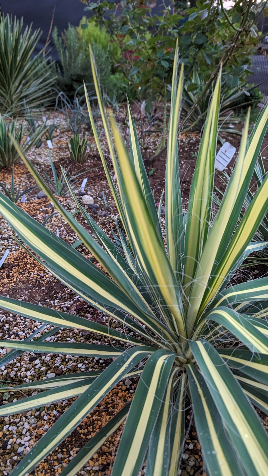 フィラメントーサ