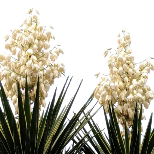 ユッカアロイフォリア