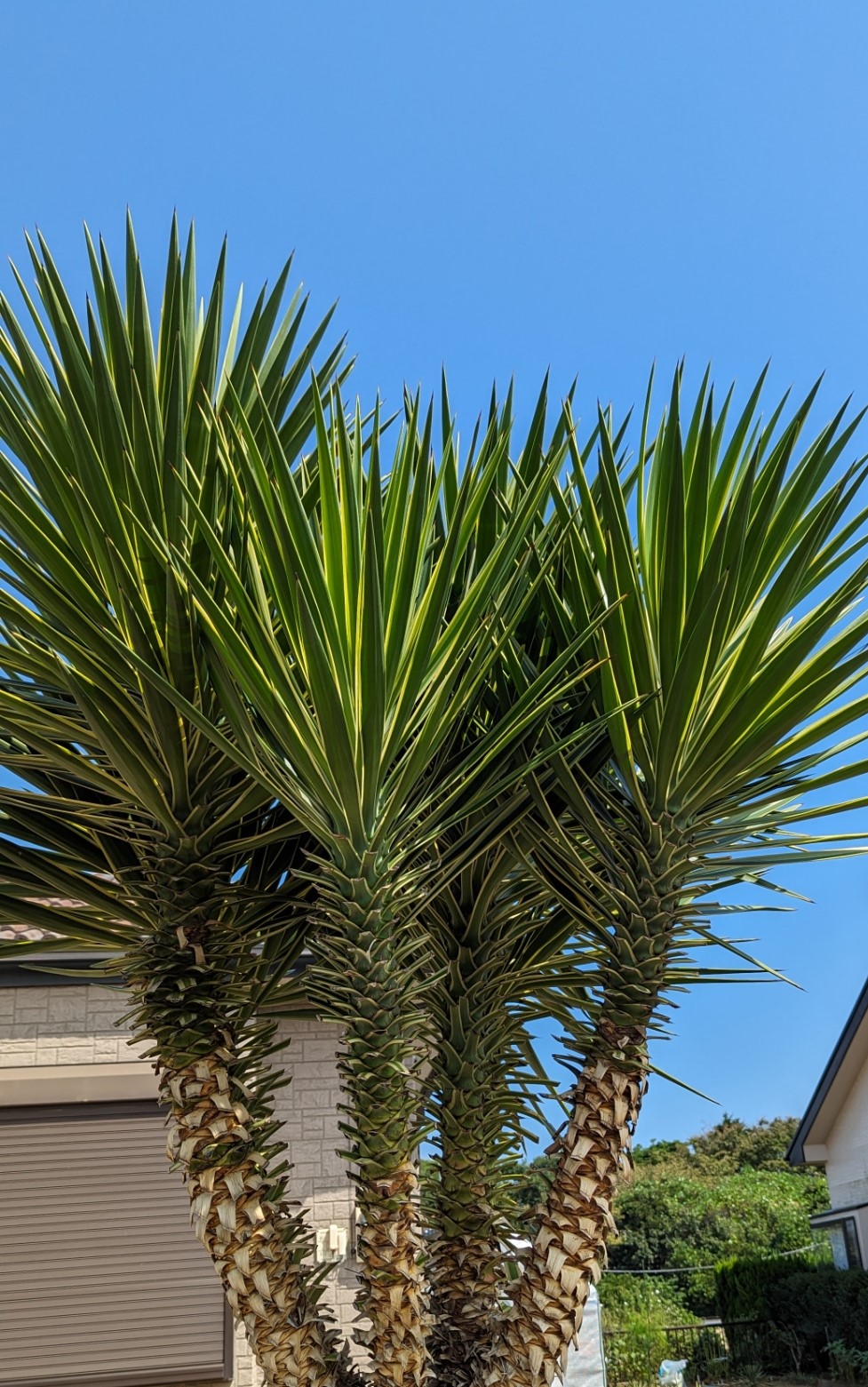 ユッカアロイフォリア