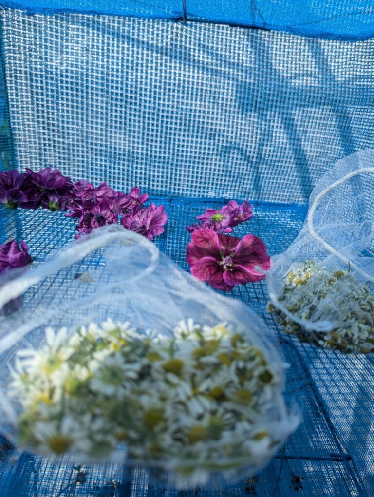 ハーブ茶天日干し