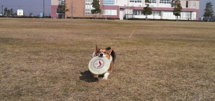 フリスビー犬