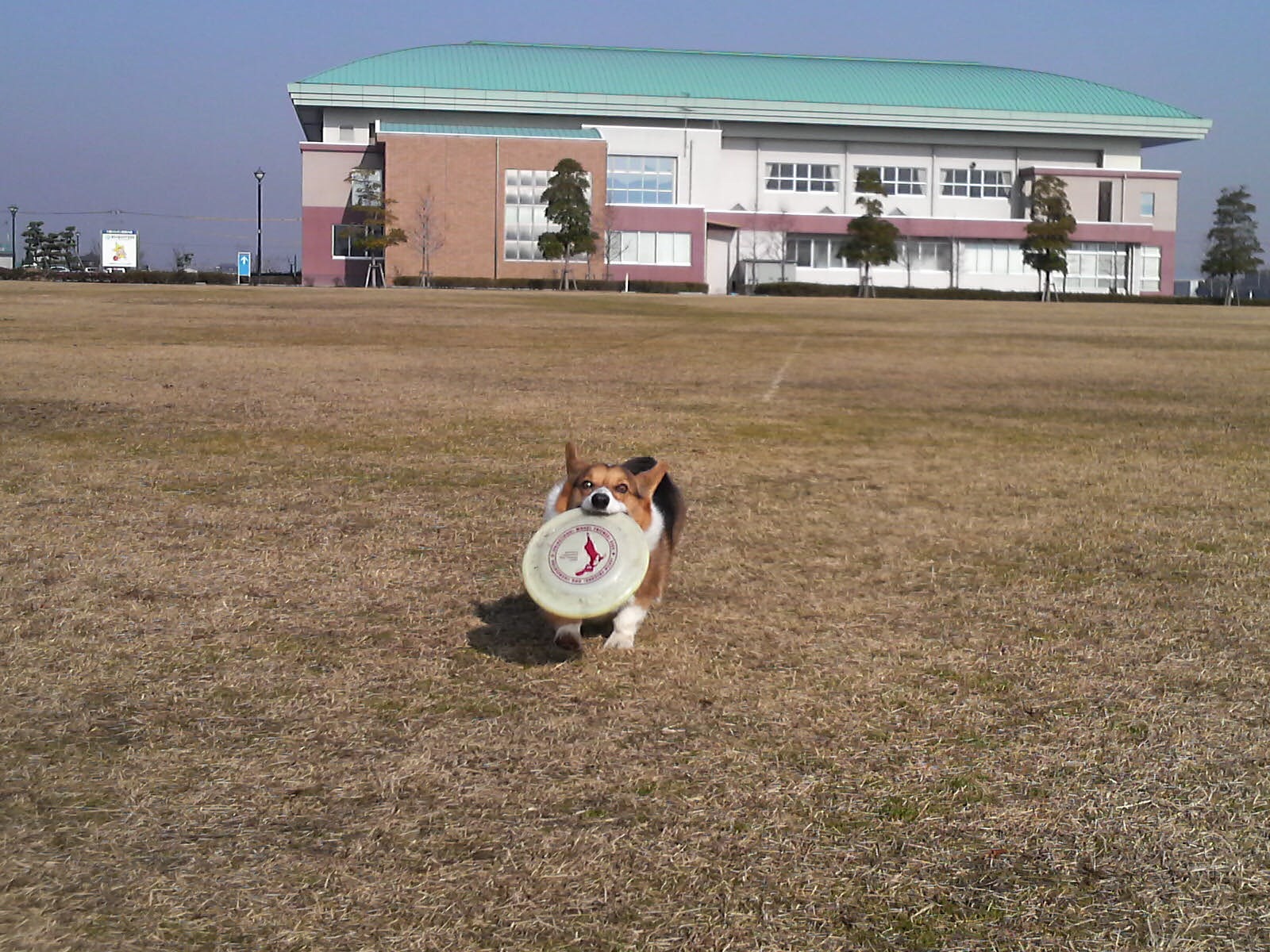 フリスビー犬