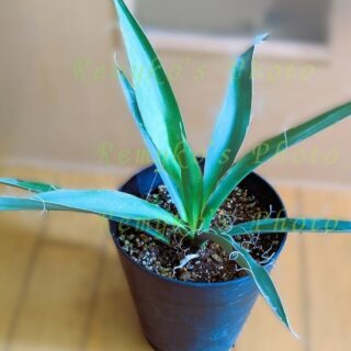 バリダ？