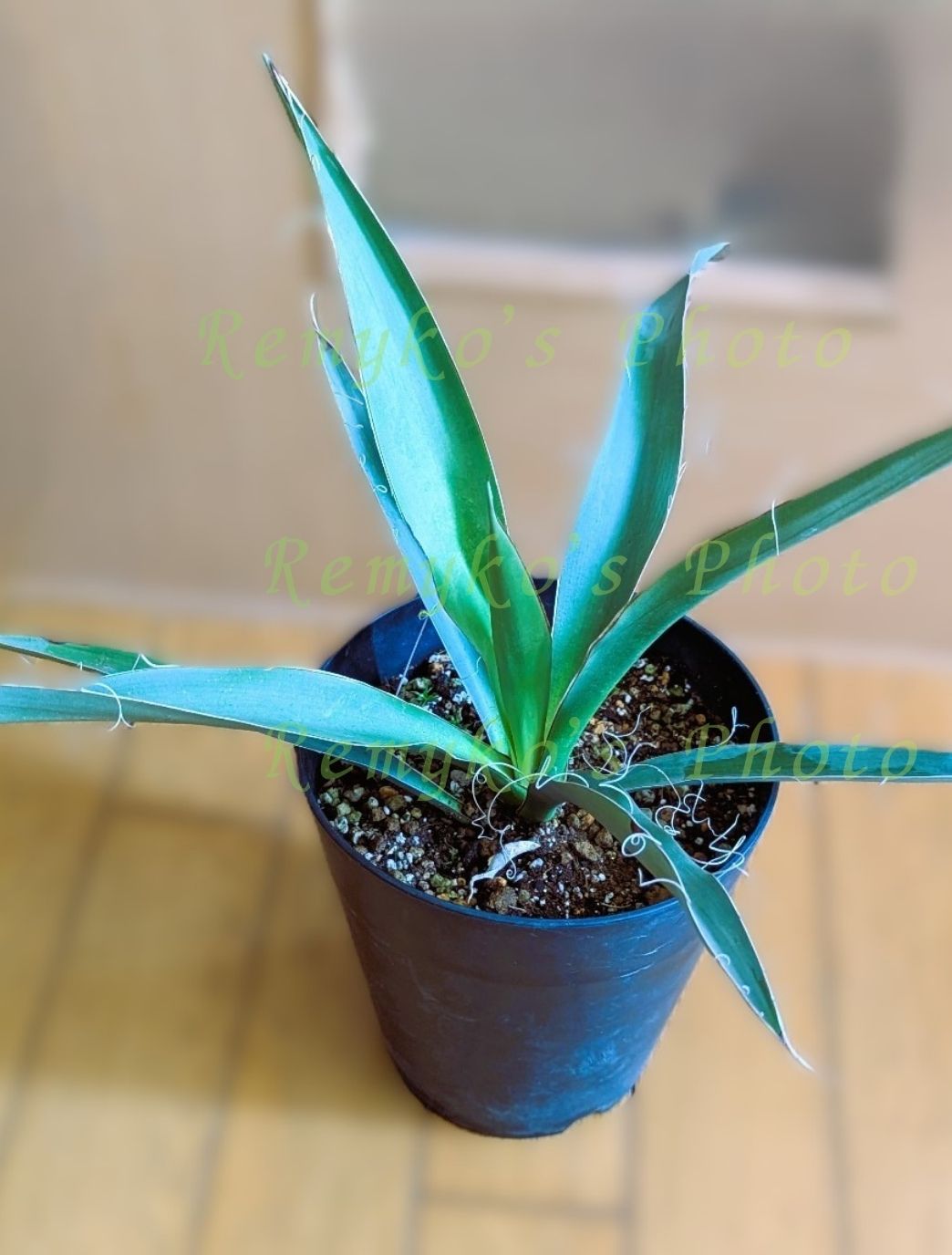 バリダ？
