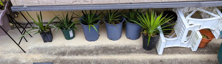 ユッカ鉢植え