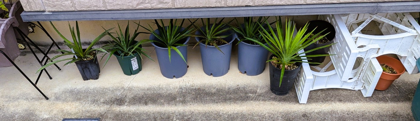 ユッカ鉢植え