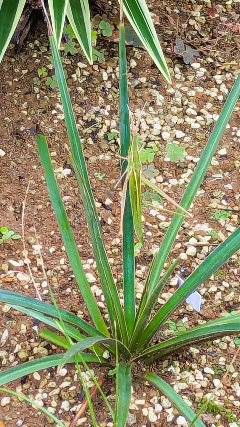 大型昆虫