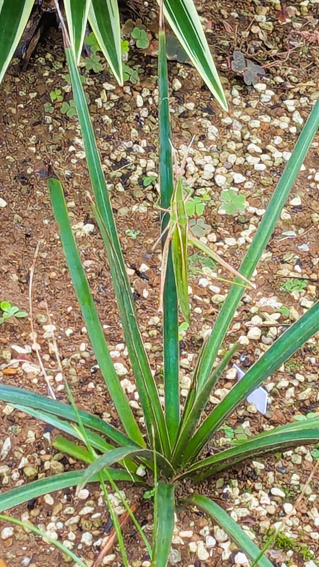 大型昆虫